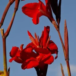 Canna Americana - 1 Bulb -NatureNest Shop canna lilies red