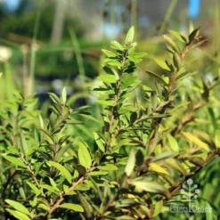 Grevillea Canterbury Gold -NatureNest Shop canterbury gold foliage
