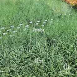 Carex Blue Cascade -NatureNest Shop carex v festuca compare