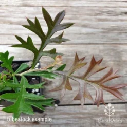 Grevillea Carpet Layer 13 Grevillea Carpet Layer -NatureNest Shop carpet layer leaf 1