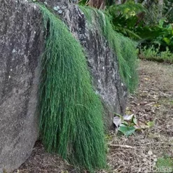 Casuarina Cousin It 16 Casuarina Cousin It -NatureNest Shop casaurina cousin it cascading 1