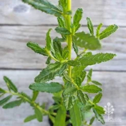 Ceanothus Blue Pacific - Californian Lilac -NatureNest Shop ceanothus blue pacific leaf