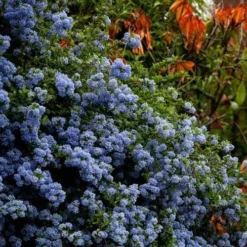 Ceanothus Blue Pacific - Californian Lilac -NatureNest Shop ceanothus bush