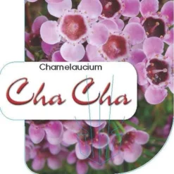 Chamelaucium Cha Cha - Waxflower 17 Chamelaucium Cha Cha - Waxflower -NatureNest Shop cha cha label