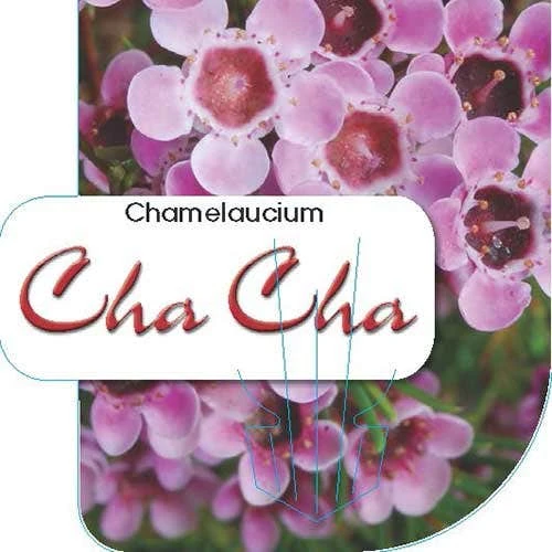 Chamelaucium Cha Cha - Waxflower 9 Chamelaucium Cha Cha - Waxflower - Image 9