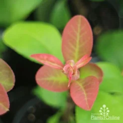 Chaenomeles Winter Cheer - Flowering Quince 9 Chaenomeles Winter Cheer - Flowering Quince -NatureNest Shop chaenomeles new leaf 1