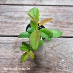 Chaenomeles Nivalis - Japanese Quince -NatureNest Shop chaenomeles speciosa nivalis 2
