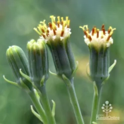Senecio Chalk Sticks - Succulent -NatureNest Shop chalk sticks flowers side