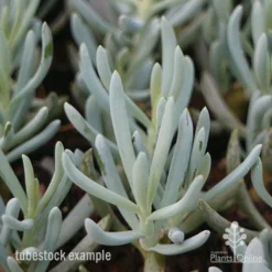 Senecio Chalk Sticks - Succulent -NatureNest Shop chalksticks tubestock