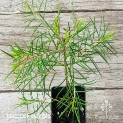 Chamelaucium Cha Cha - Waxflower 11 Chamelaucium Cha Cha - Waxflower -NatureNest Shop chamelaucium early bull tube 15