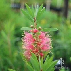 Callistemon Pink Champagne -NatureNest Shop champagne callistemon