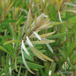 Callistemon Pink Champagne -NatureNest Shop champagne img 6052