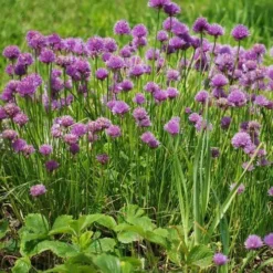 Chives - Seed 7 Chives - Seed -NatureNest Shop chives 1410611 960 720 2