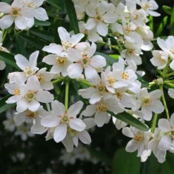 Choisya - Mexican Orange Blossom 13 Choisya - Mexican Orange Blossom -NatureNest Shop choisya flowering