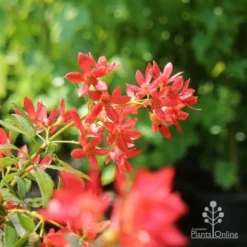 Ceratopetalum Alberys Red - Christmas Bush -NatureNest Shop christmas bush flowers