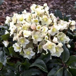 Hellebore Cinnamon Snow - Winter Rose -NatureNest Shop cinnamon snow garden