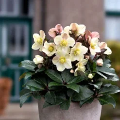 Hellebore Cinnamon Snow - Winter Rose