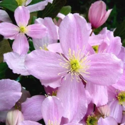 Clematis Montana Rubens -NatureNest Shop clematis montana 500 1
