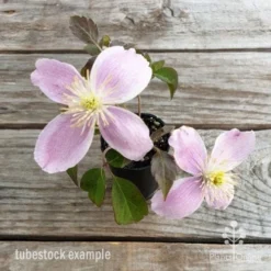 Clematis Montana Rubens -NatureNest Shop clematis montana rubens flower