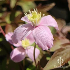Clematis Montana Rubens -NatureNest Shop clematis montana side
