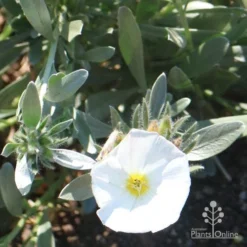Convolvulus Cneorum - Silverbush -NatureNest Shop cneorum flower sun