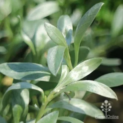 Convolvulus Cneorum - Silverbush -NatureNest Shop convolvulus silverbush foliage