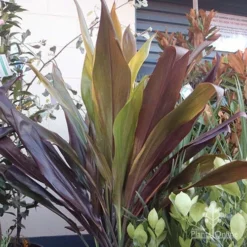 Cordyline Fruticosa Negra 12 Cordyline Fruticosa Negra -NatureNest Shop cordyline negra mature