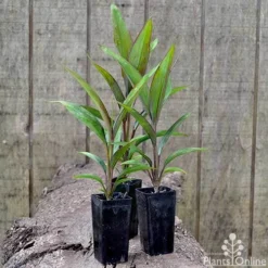 Cordyline Fruticosa Purple Prince 8 Cordyline Fruticosa Purple Prince -NatureNest Shop cordyline purple prince pots 1