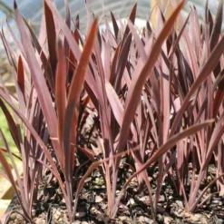 Cordyline Australis Red Sensation -NatureNest Shop cordyline red sensation tube