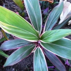 Cordyline Fruticosa Pink Diamond -NatureNest Shop cordyline pink diamond 1