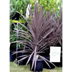 Cordyline Australis Red Sensation -NatureNest Shop cordyline red sensation
