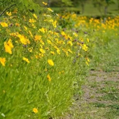 Coreopsis - Seed -NatureNest Shop coreopsis border