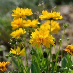 Coreopsis - Seed -NatureNest Shop coreopsis flowers