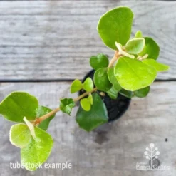 Correa Alba -NatureNest Shop correa alba leaf 1