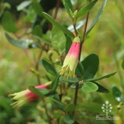 Correa Dinner Bells 8 Correa Dinner Bells -NatureNest Shop correa dinner bells flowering
