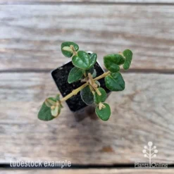 Correa Trixibelle -NatureNest Shop correa trixibells 1