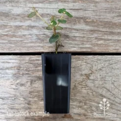 Correa Trixibelle -NatureNest Shop correa trixibells 2