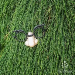 Casuarina Cousin It 15 Casuarina Cousin It -NatureNest Shop cousin it 4 fake nose