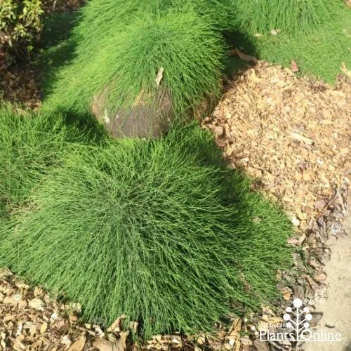 Casuarina Cousin It 3 Casuarina Cousin It - Image 3