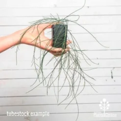 Casuarina Cousin It 12 Casuarina Cousin It -NatureNest Shop cousin it tube af