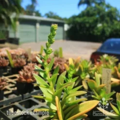 Crassula Campfire - Succulent 21 Crassula Campfire - Succulent -NatureNest Shop crassula campfire flowering 500