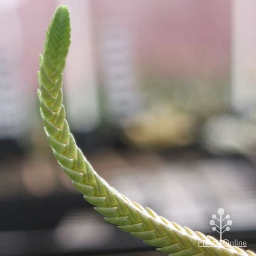 Crassula - Watchchain, Rat Tail Succulent 5 Crassula - Watchchain, Rat Tail Succulent - Image 5