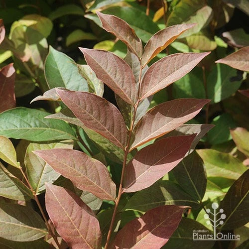 Crepe Myrtle - Lagerstroemia Natchez 10 Crepe Myrtle - Lagerstroemia Natchez - Image 10