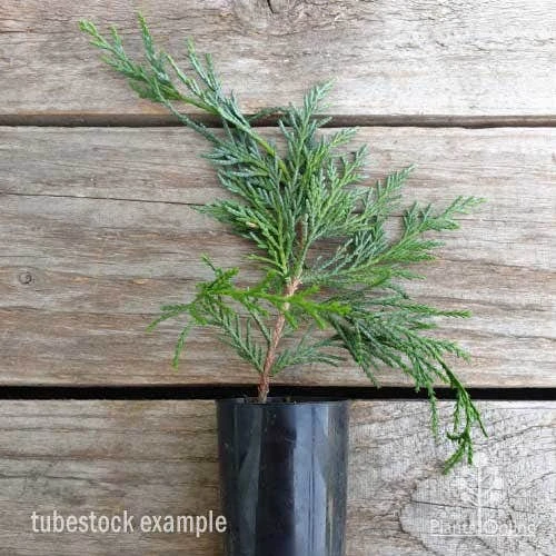 Cupressocyparis Naylors Blue - Leyland Cypress 6 Cupressocyparis Naylors Blue - Leyland Cypress - Image 6