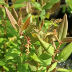 Grevillea Deua Flame -NatureNest Shop deua flame foliage