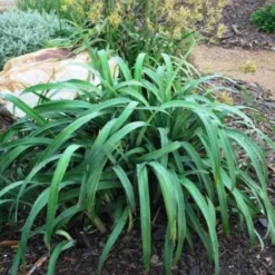 Dianella Cherry Red -NatureNest Shop dianella cherry red 500