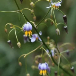 Dianella Cherry Red -NatureNest Shop dianella tasmanica flowers