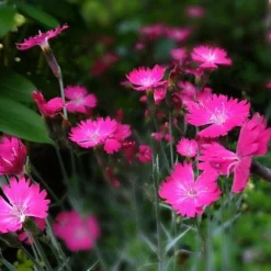 Dianthus - Maiden Pink - Seed -NatureNest Shop dianthus maiden 1
