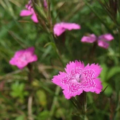 Dianthus - Maiden Pink - Seed -NatureNest Shop dianthus maiden 2