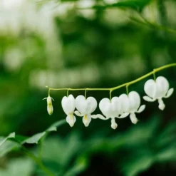 Dicentra Alba - Bleeding Heart - 75mm BIGGER Size -NatureNest Shop dicentra alba stem